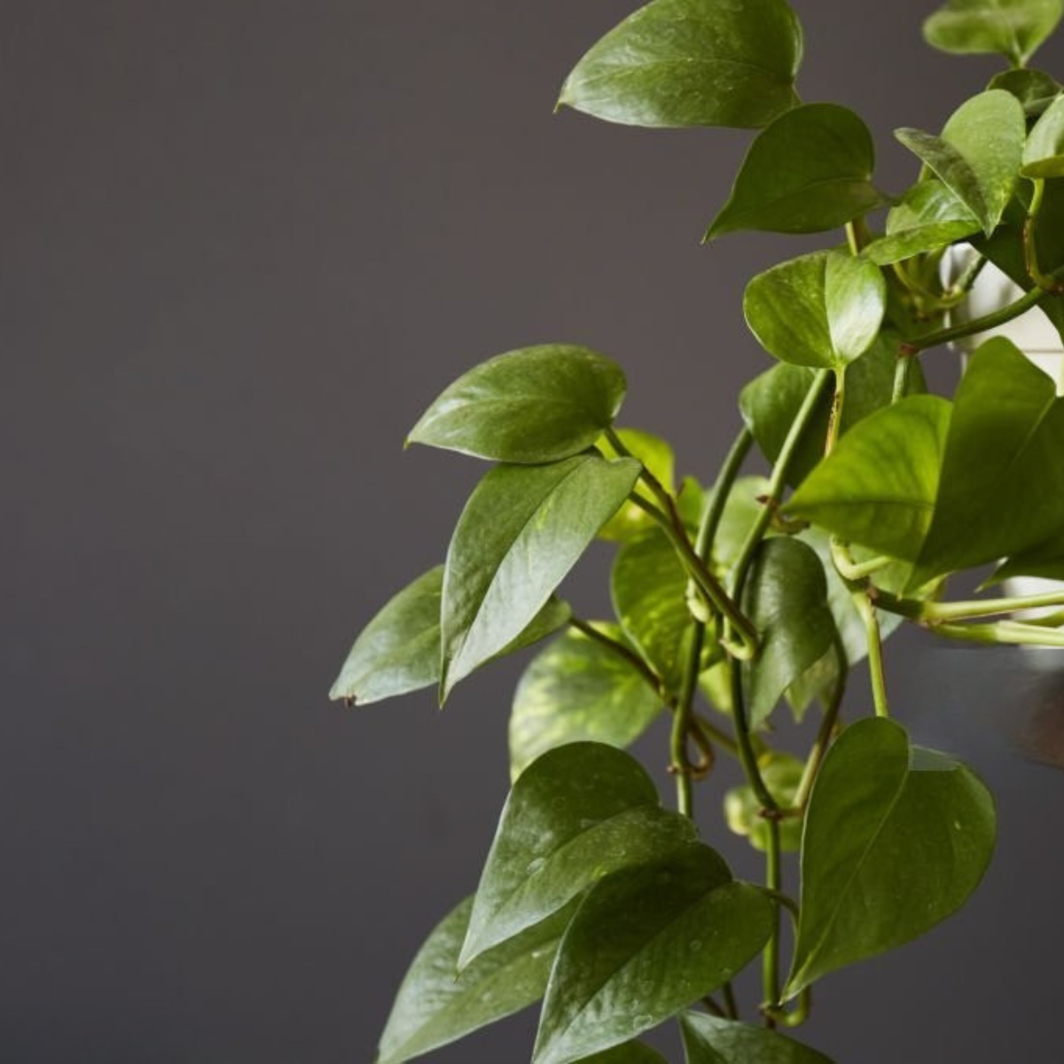 Scindapsus