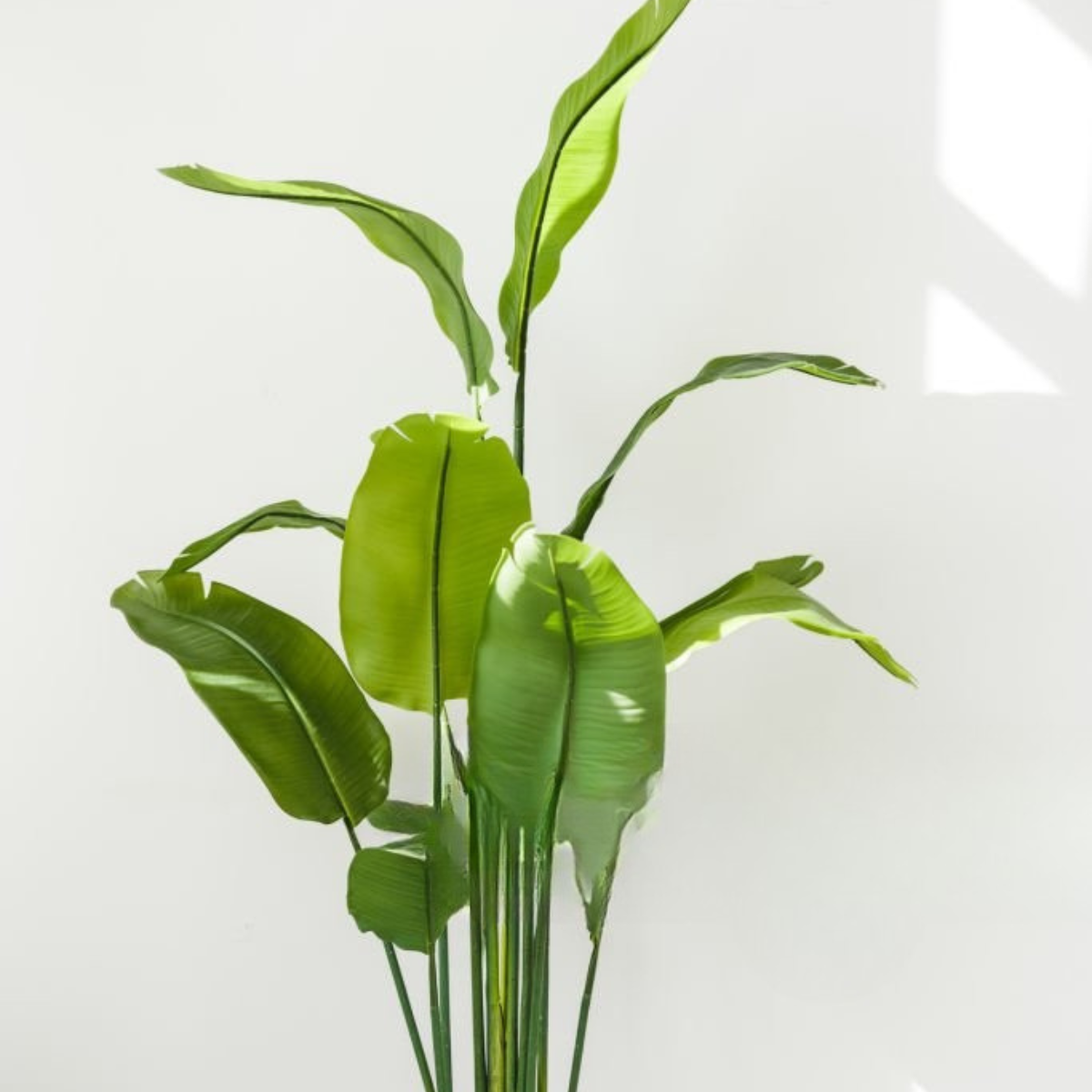 Strelitzia Augusta