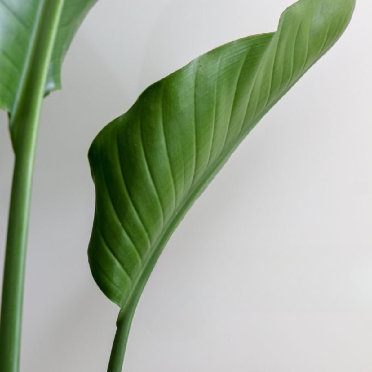 Strelitzia Augusta