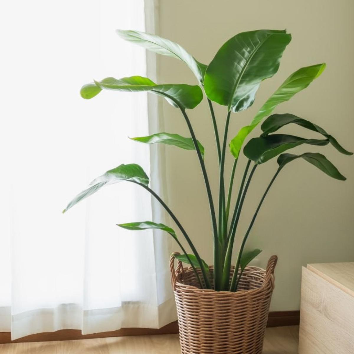 Strelitzia Augusta