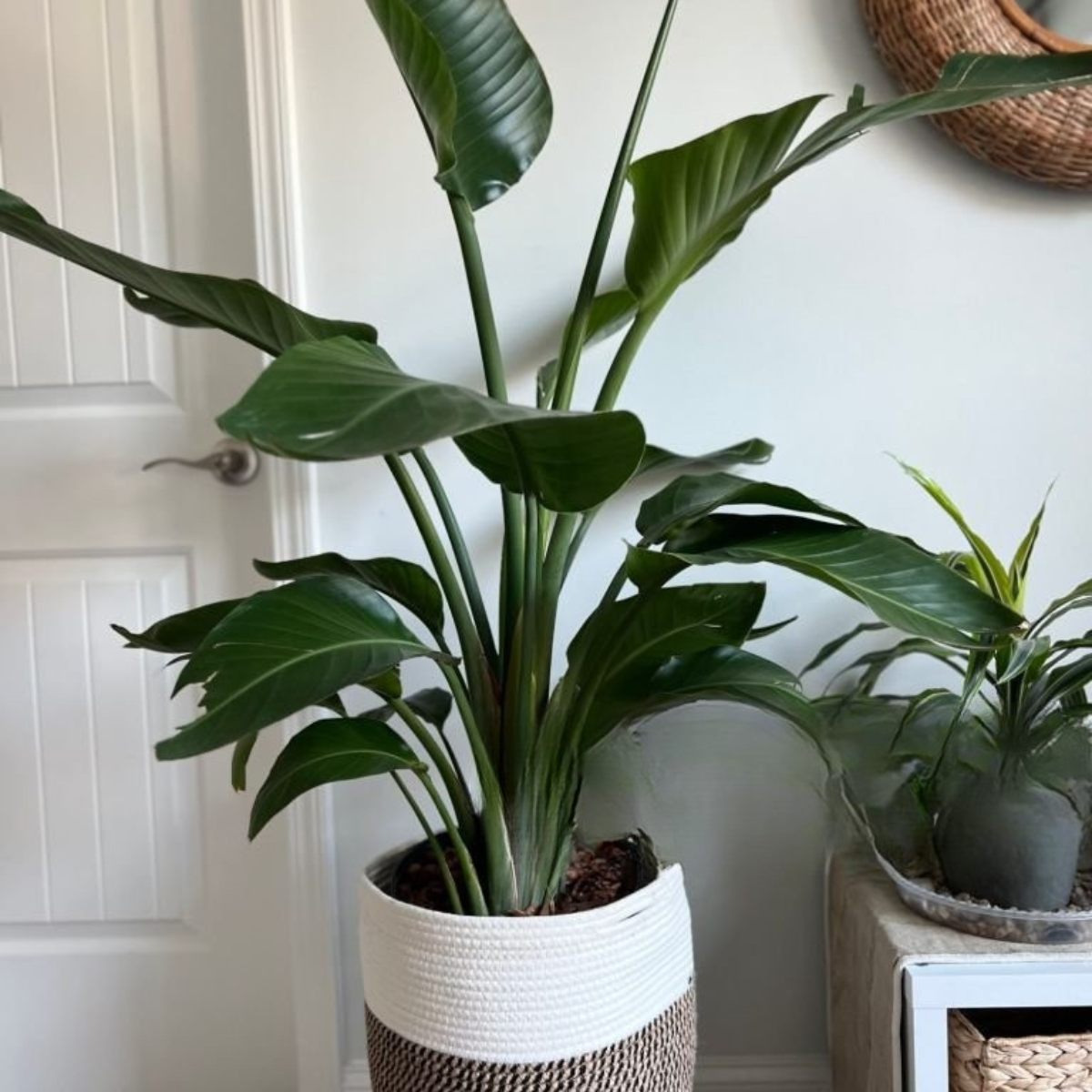 Strelitzia Nicolai