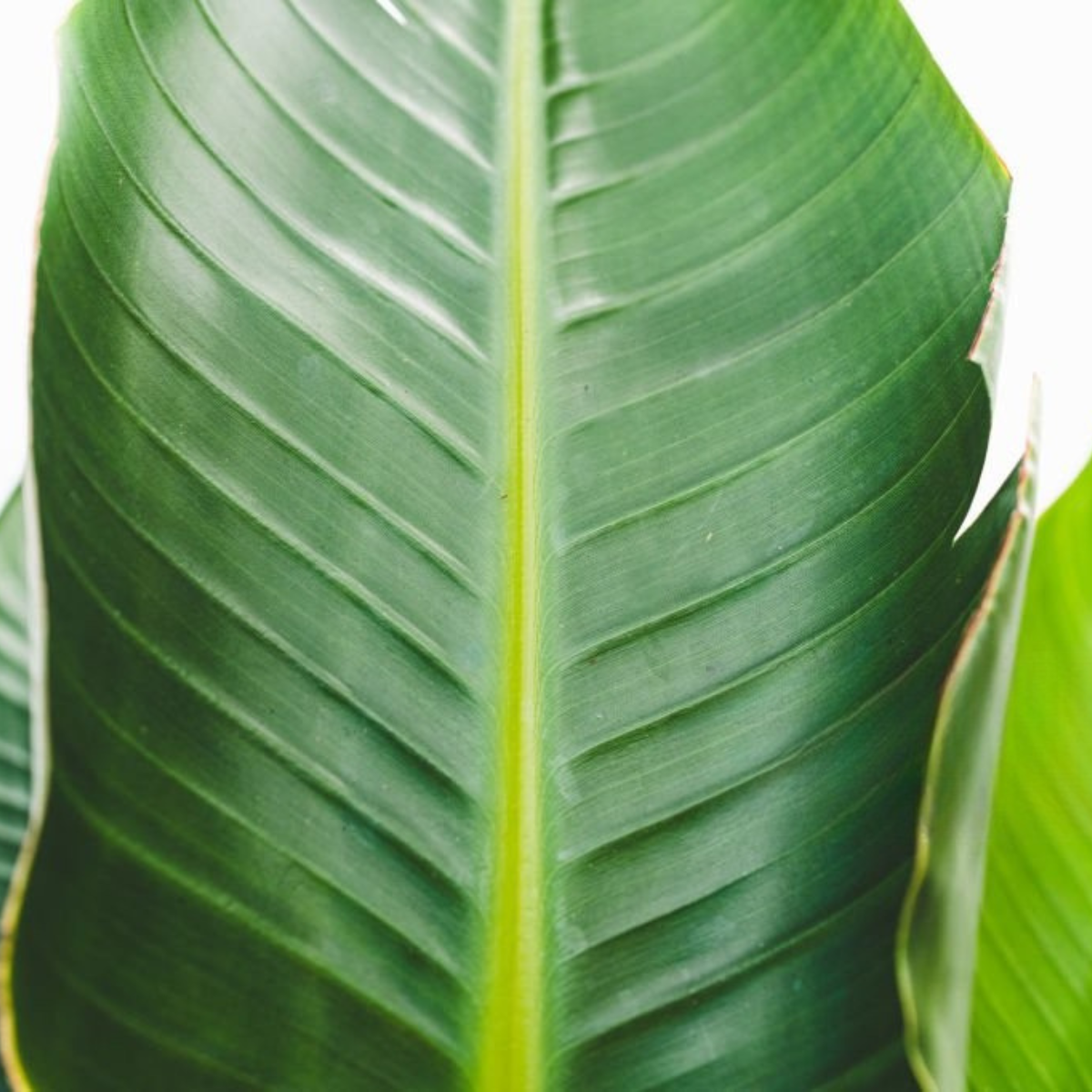 Strelitzia Nicolai