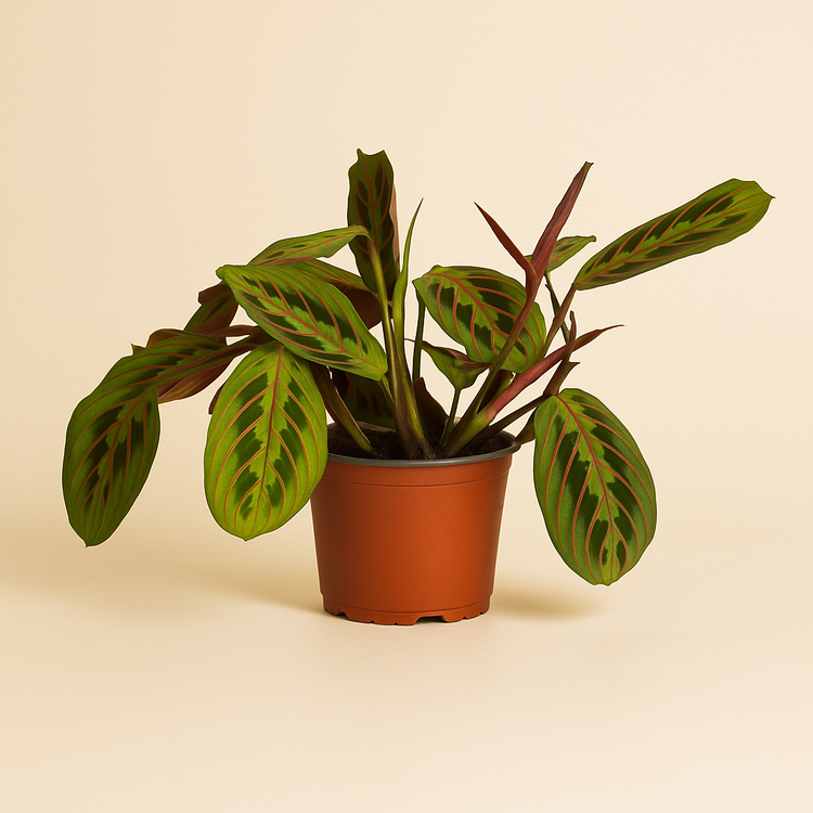 Maranta Leuconeura Fascinator - Ø12cm - ↕30cm