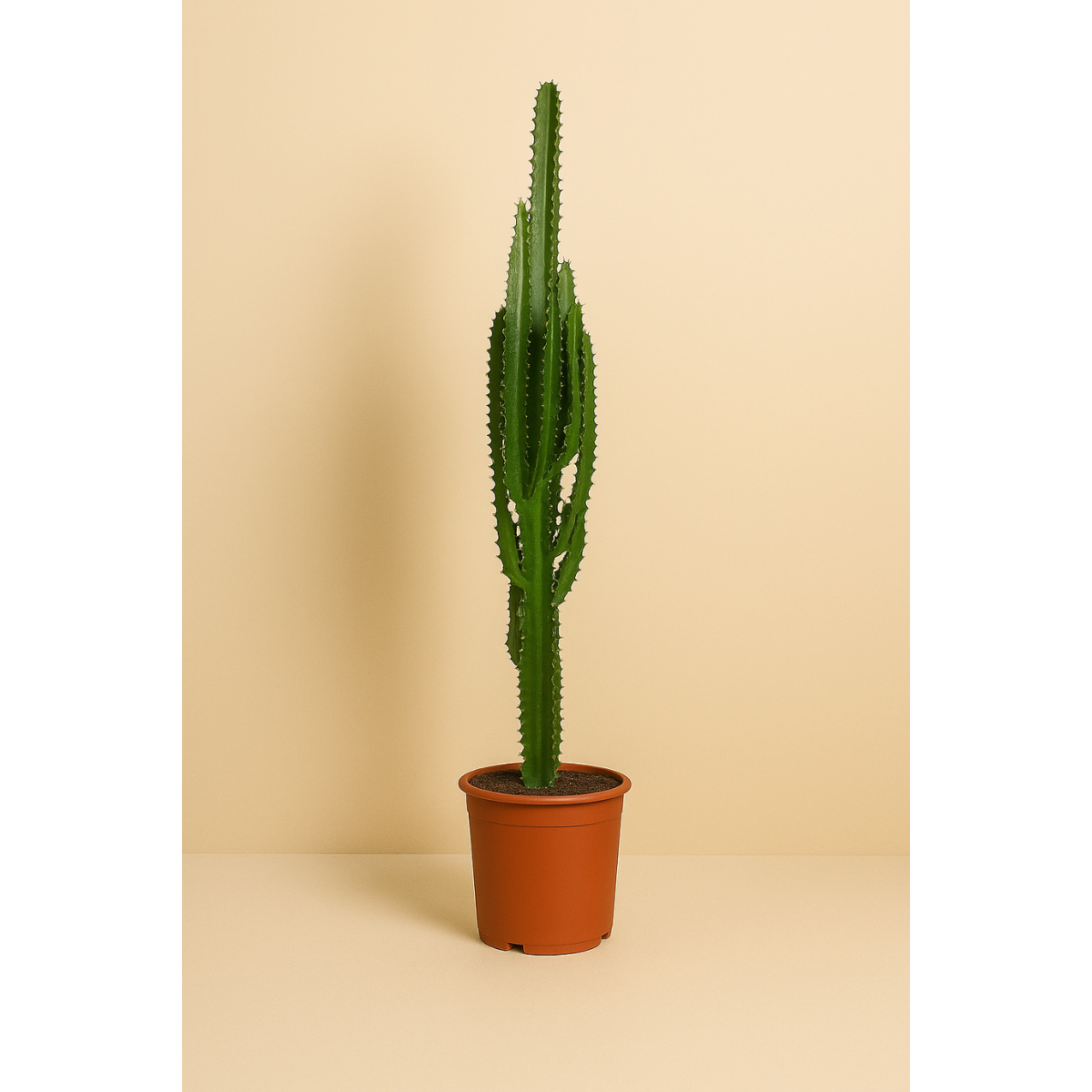Euphorbia Trigona