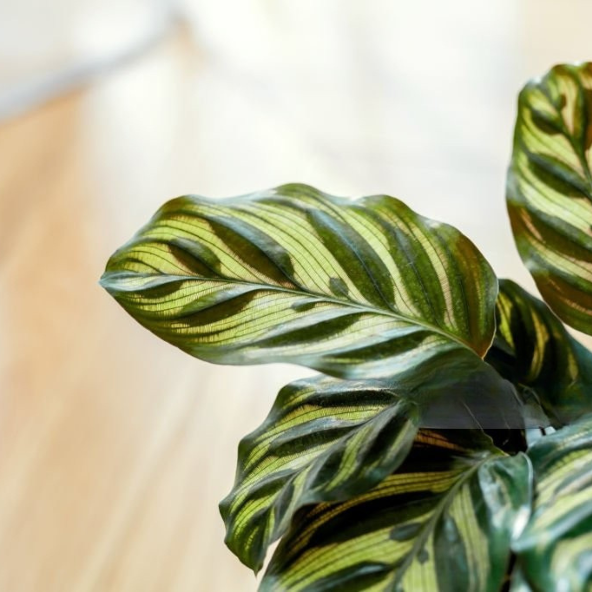Calathea Makoyana