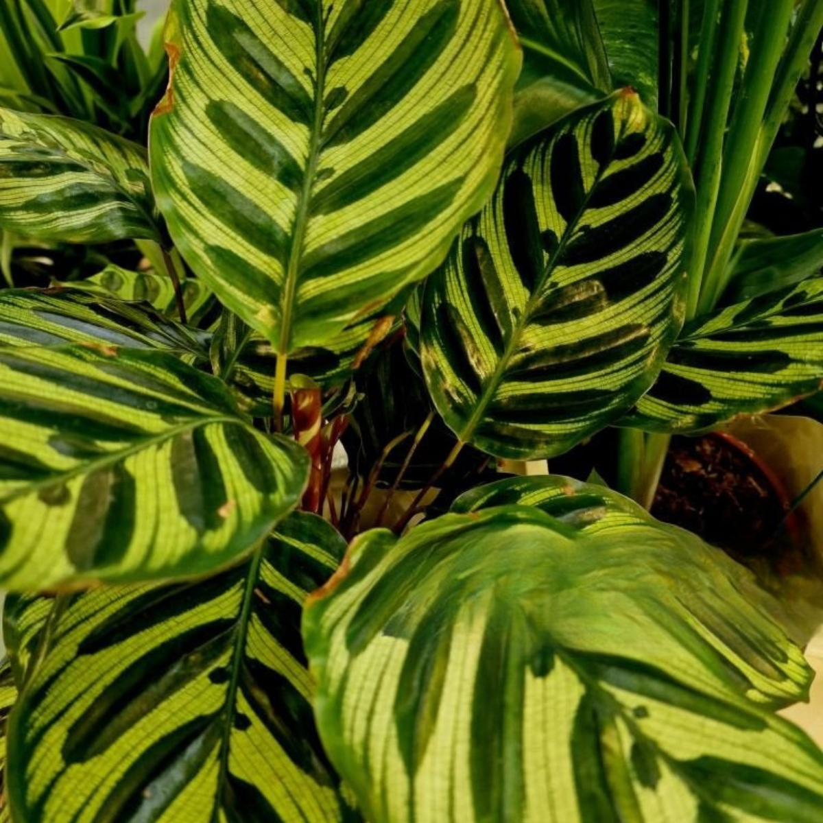 Calathea Makoyana