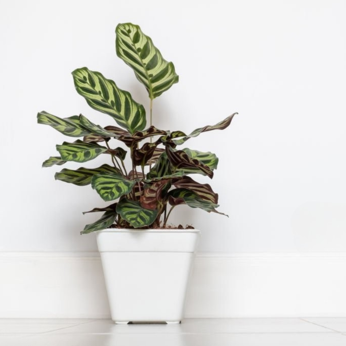 Calathea Makoyana