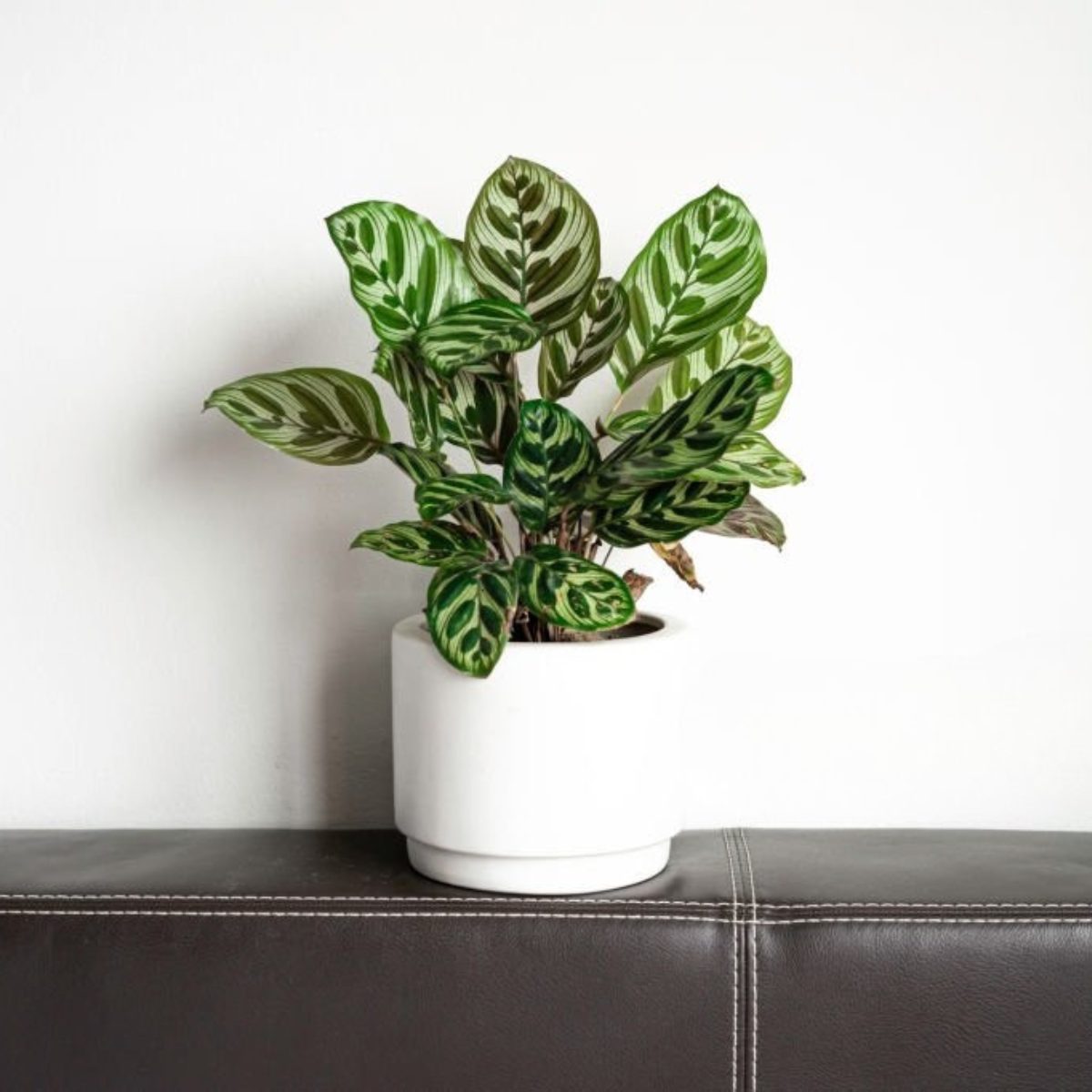 Calathea Makoyana