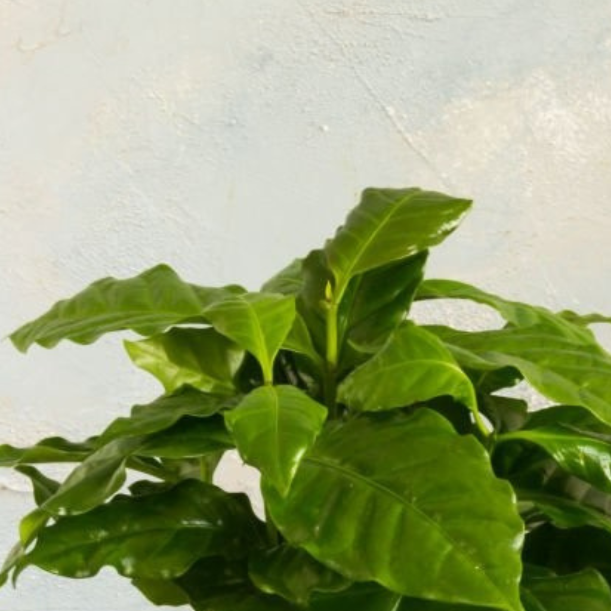 Coffea Arabica