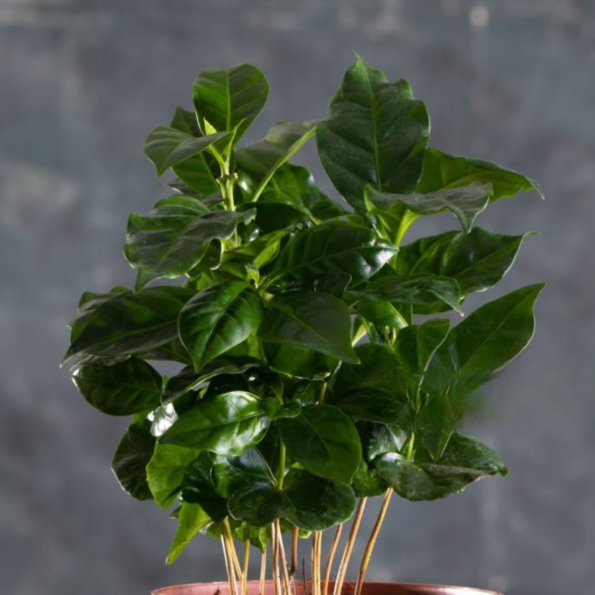 Coffea Arabica