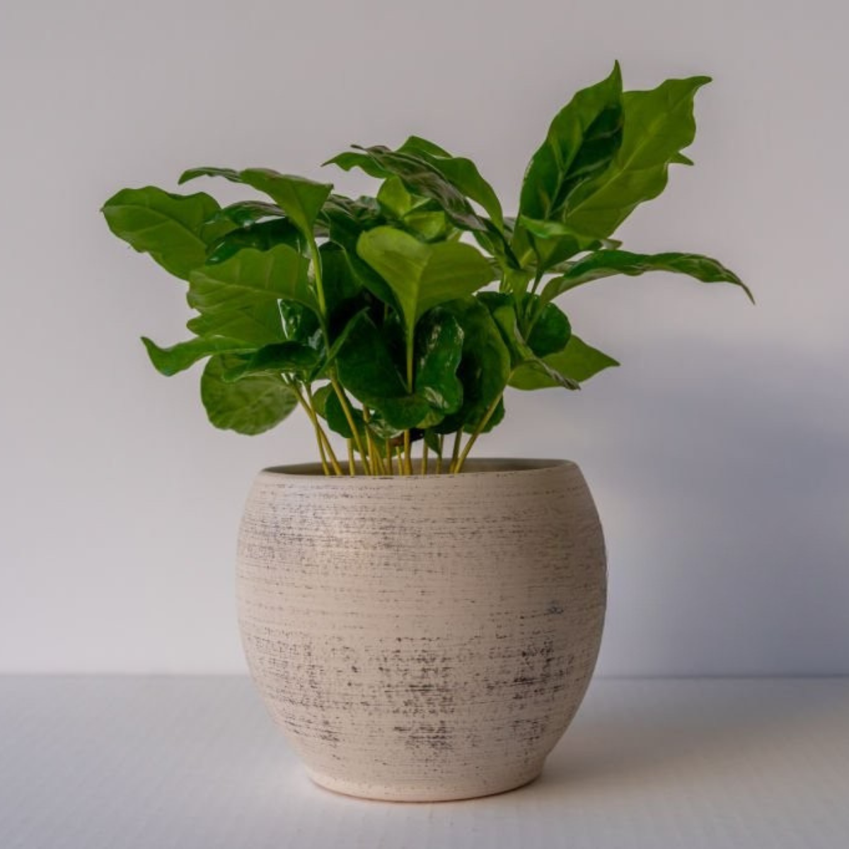 Coffea Arabica