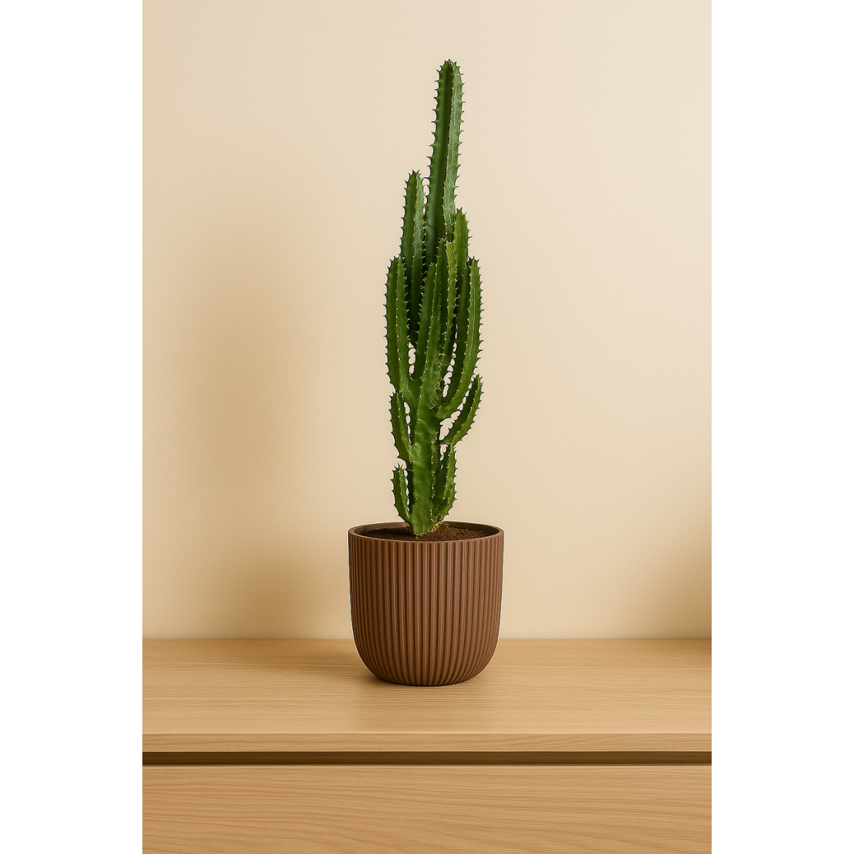 Euphorbia Trigona