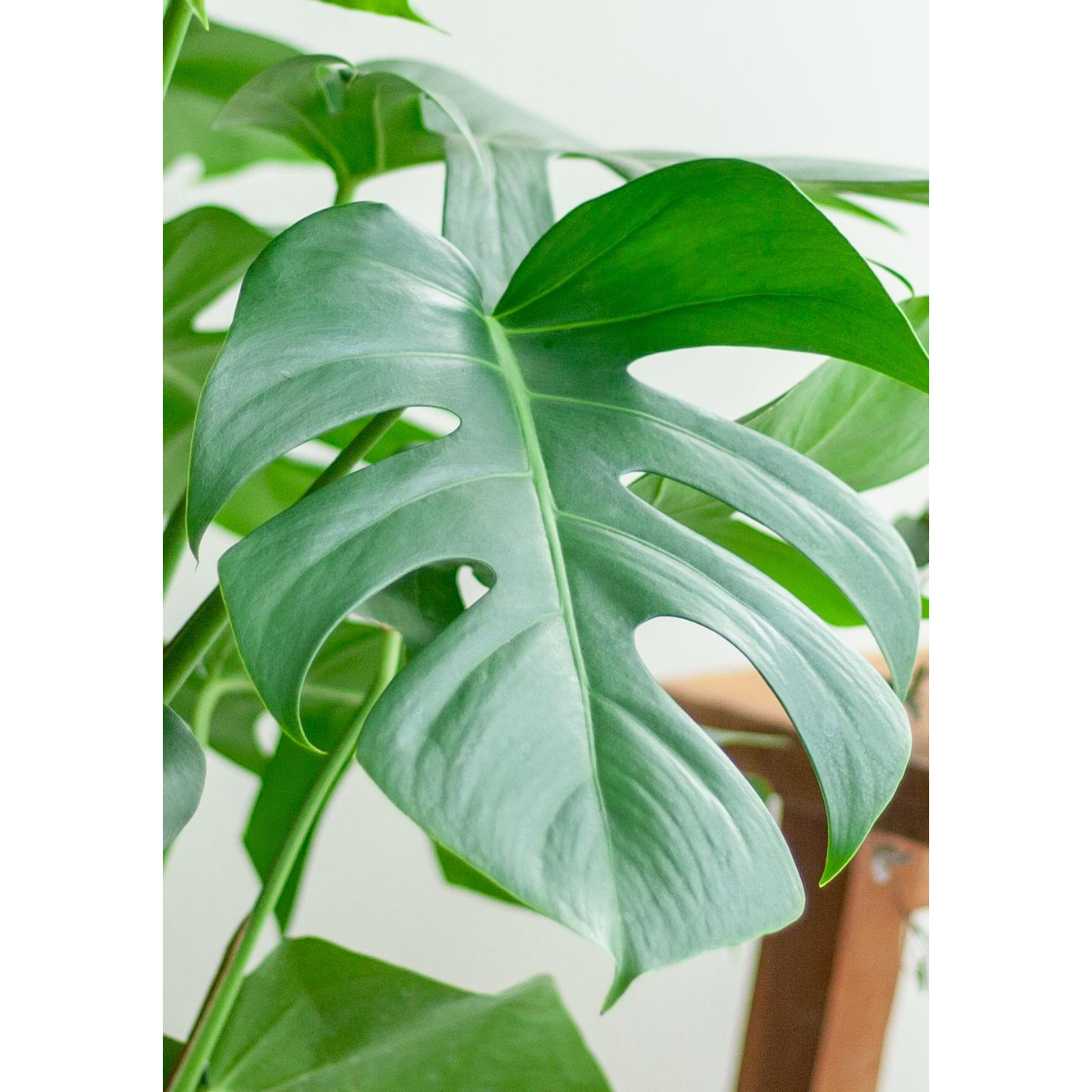 Monstera Deliciosa