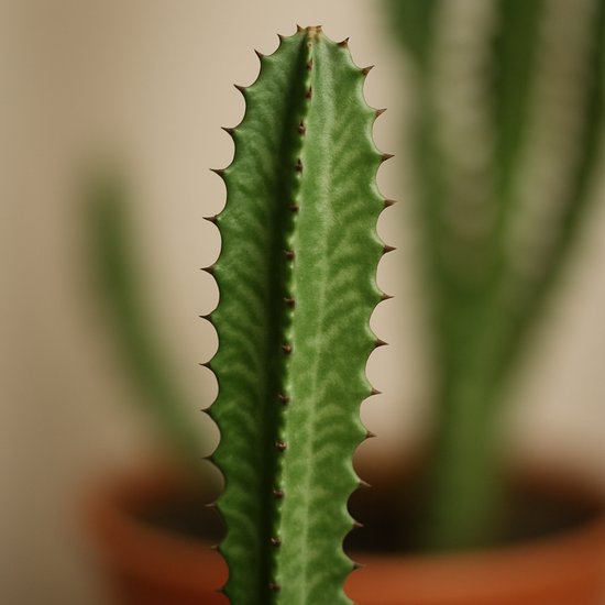 Euphorbia Trigona