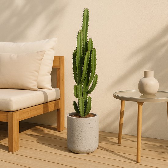 Euphorbia Trigona