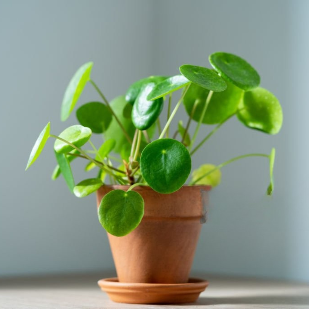 Peperomia Hope