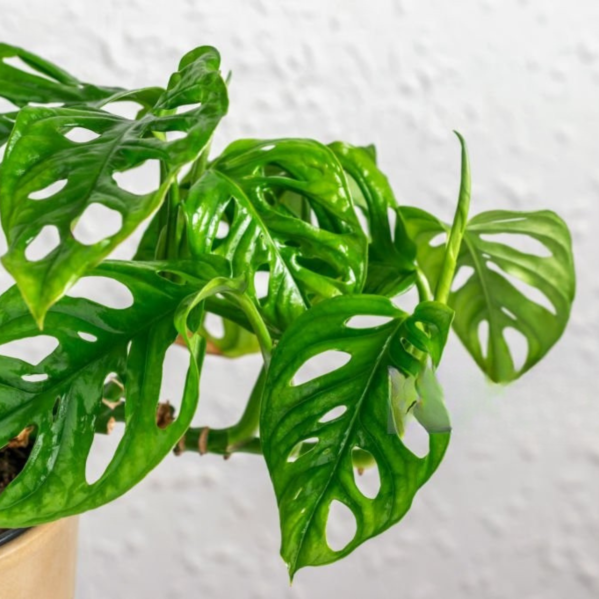 Monstera Monkey
