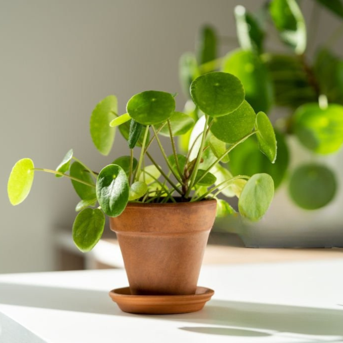 Peperomia Hope