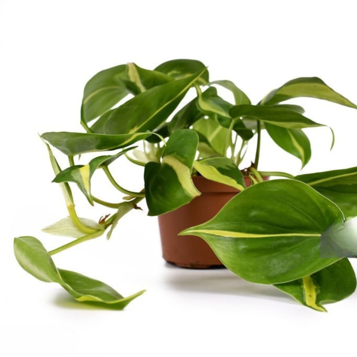 Philodendron Scandens Brasil
