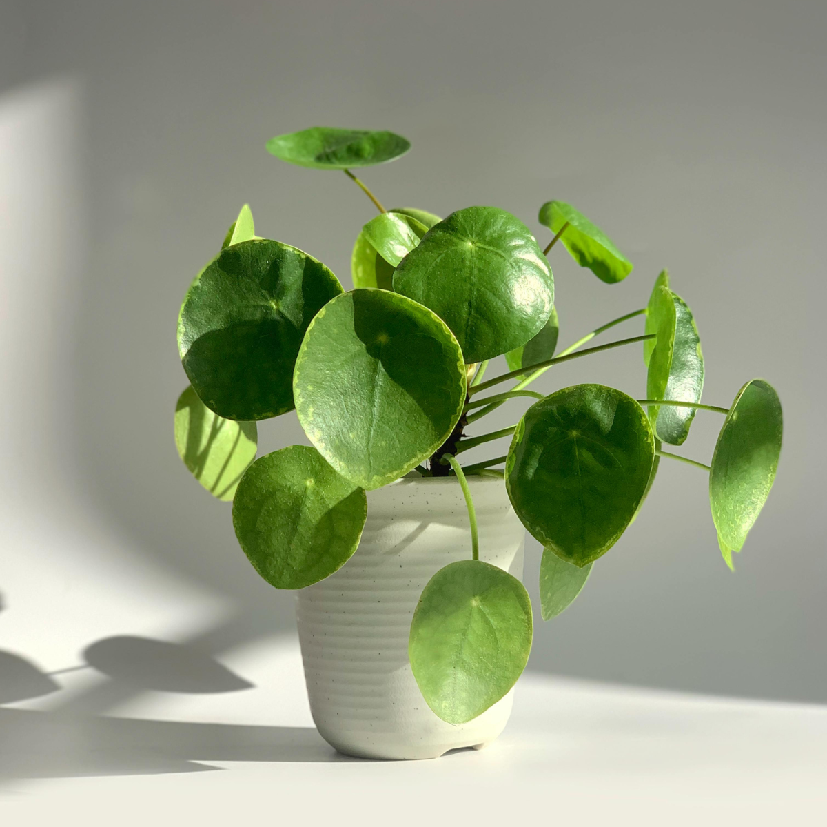Peperomia Hope