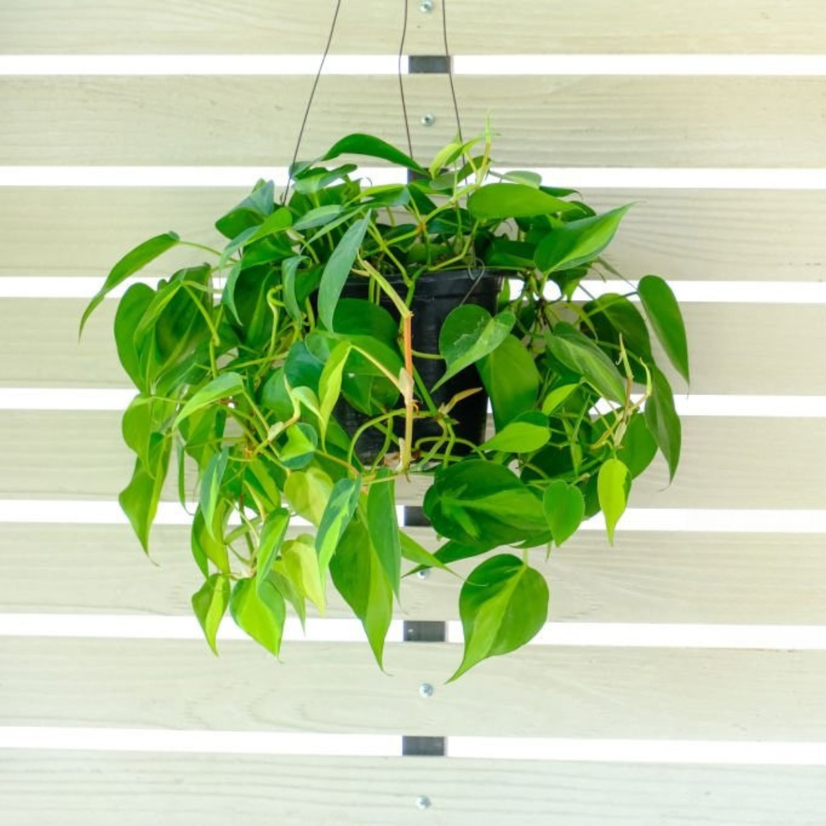 Philodendron Scandens Brasil