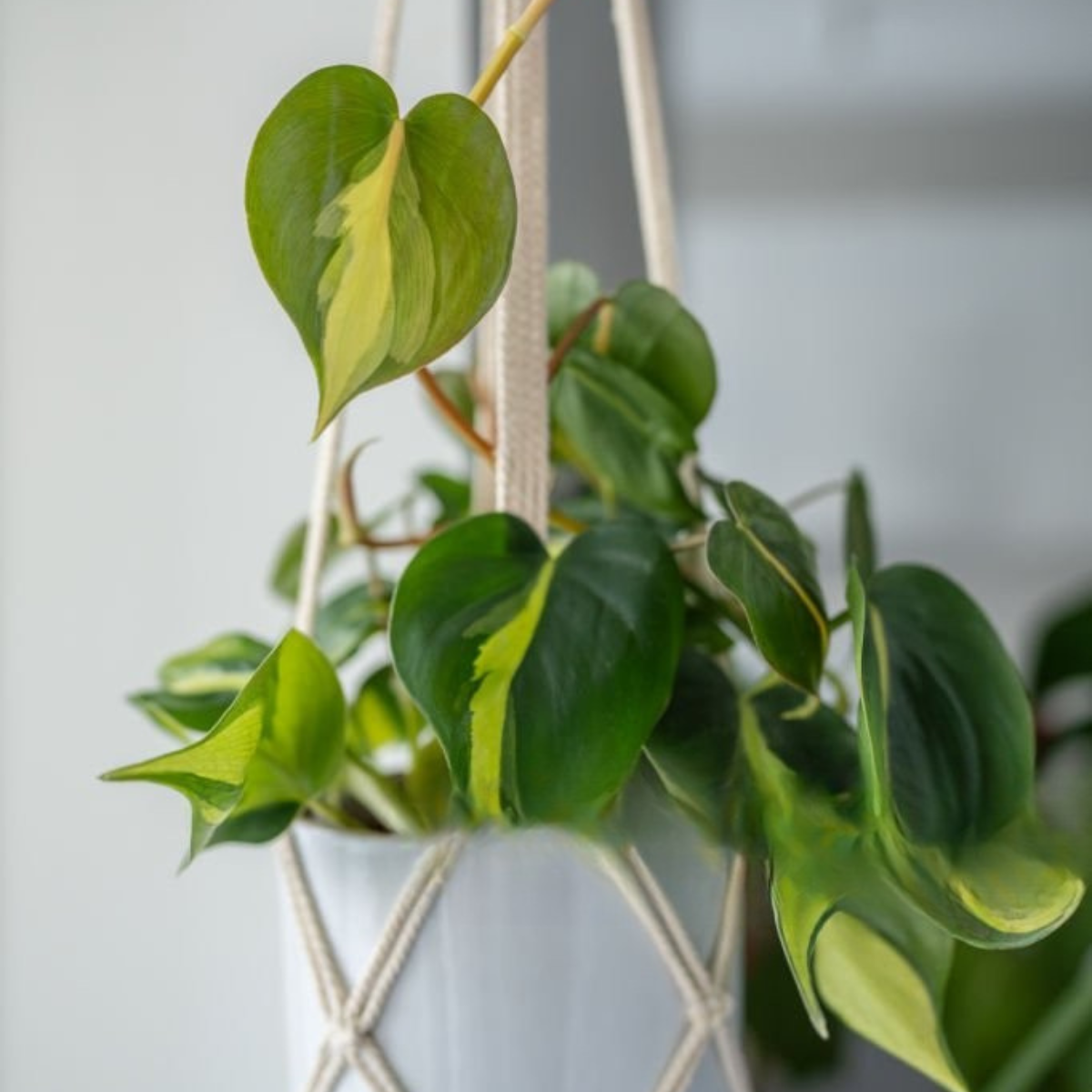 Philodendron Scandens Brasil