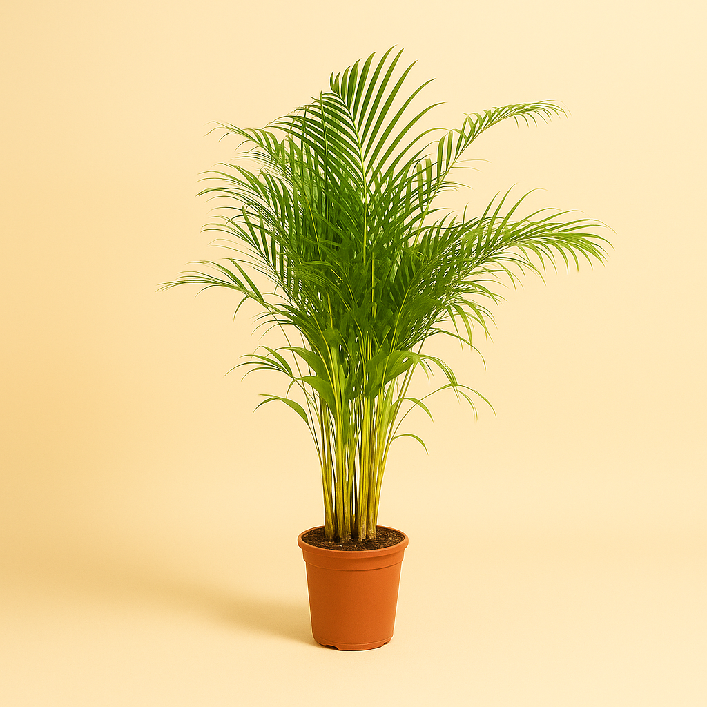 Dypsis Lutescens