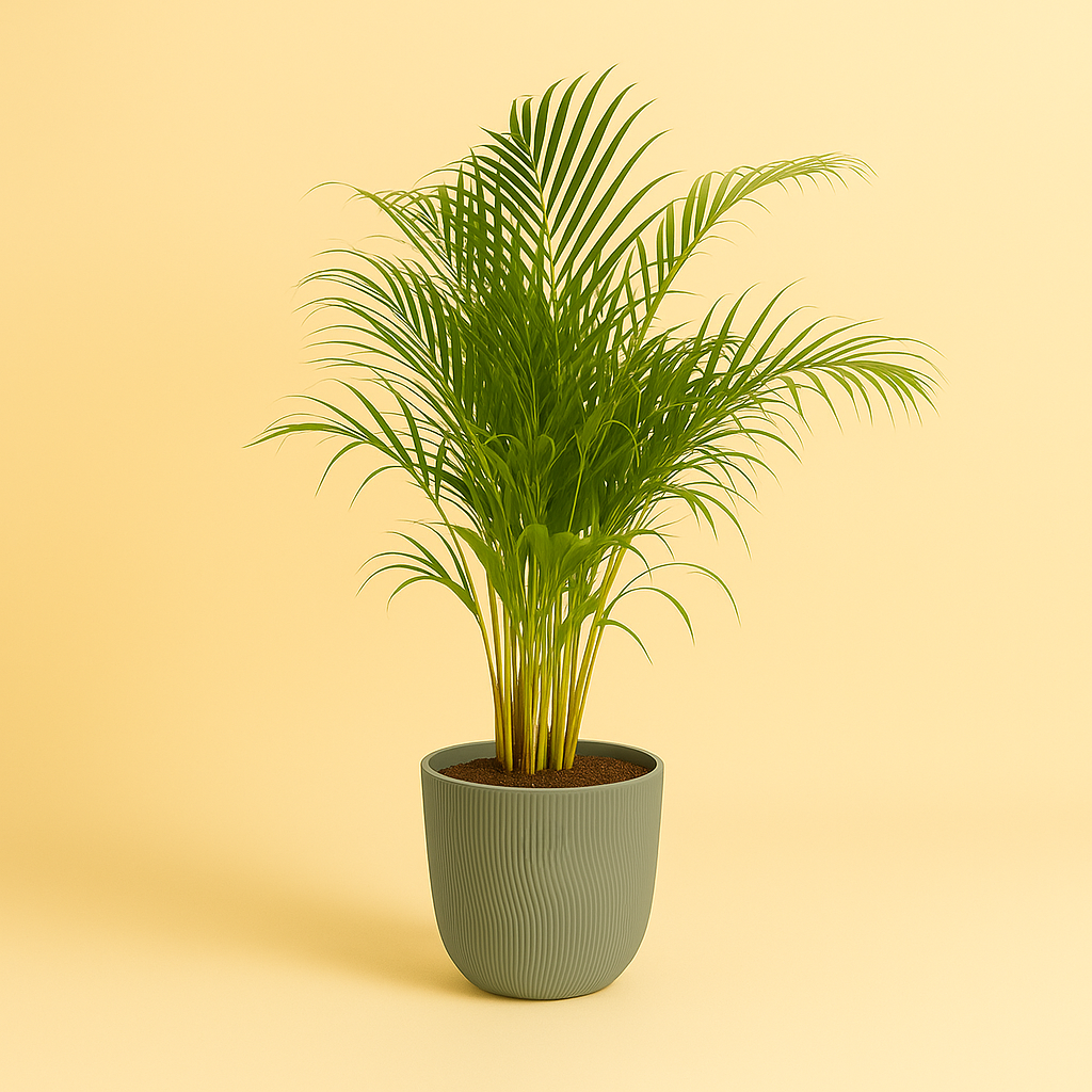 Dypsis Lutescens
