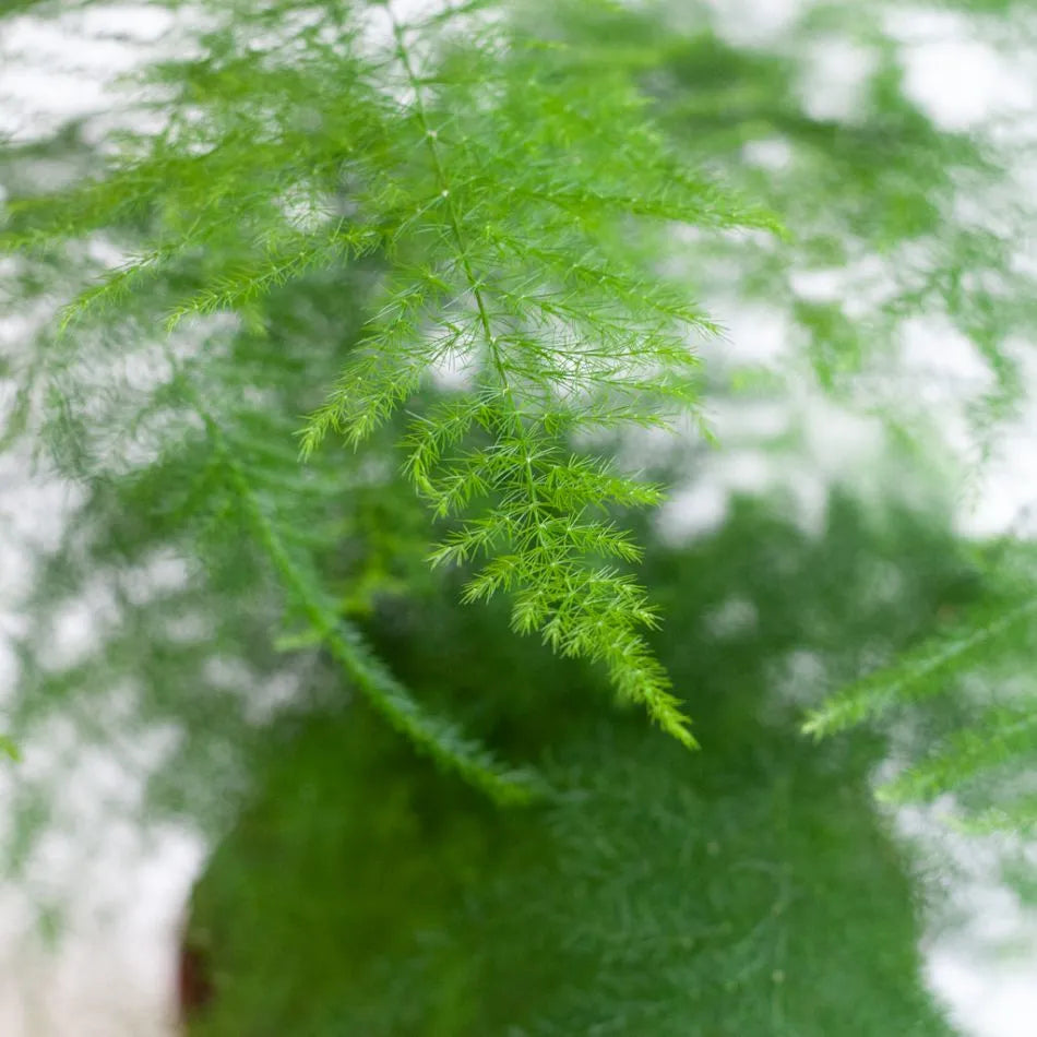 Asparagus Setaceus