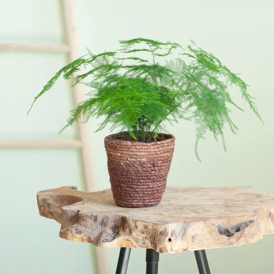 Asparagus Setaceus