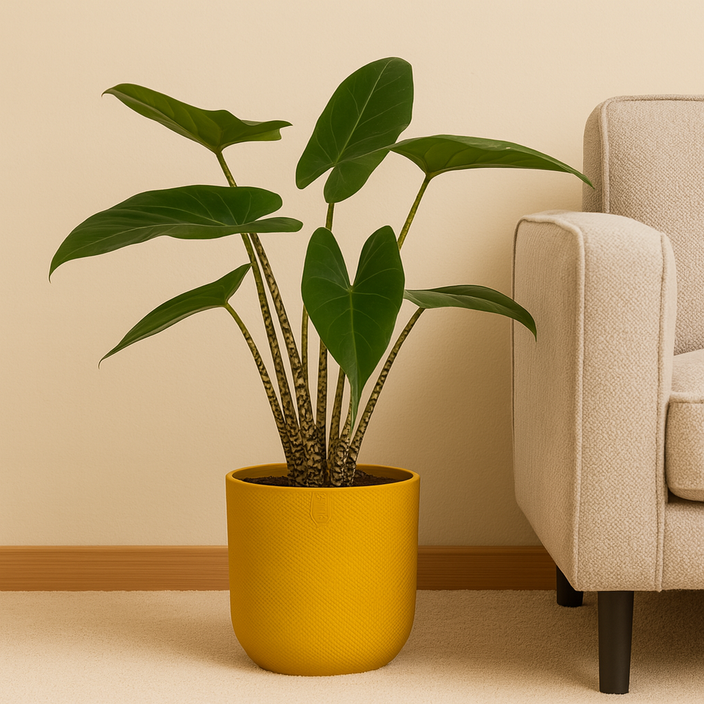 Alocasia Zebrina
