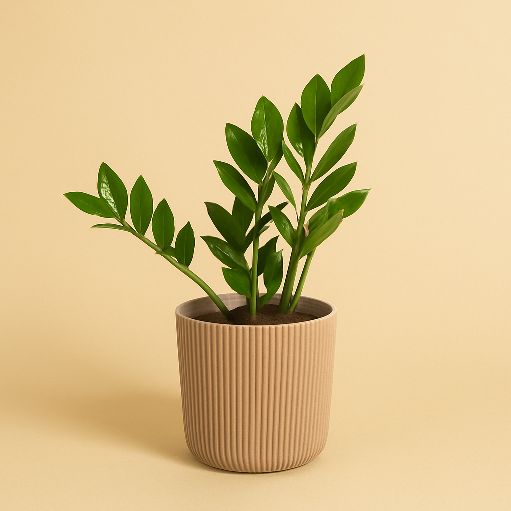 Zamioculcas Zamiifolia