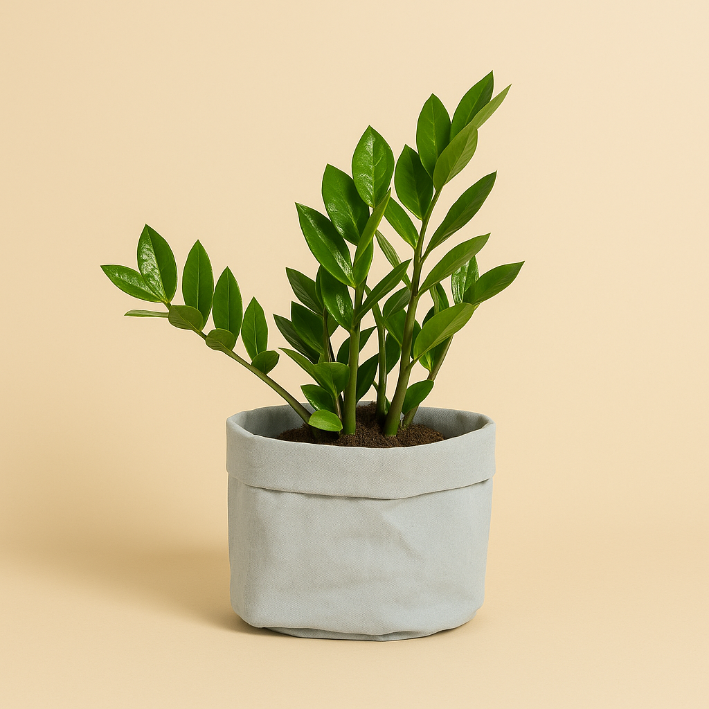 Zamioculcas Zamiifolia