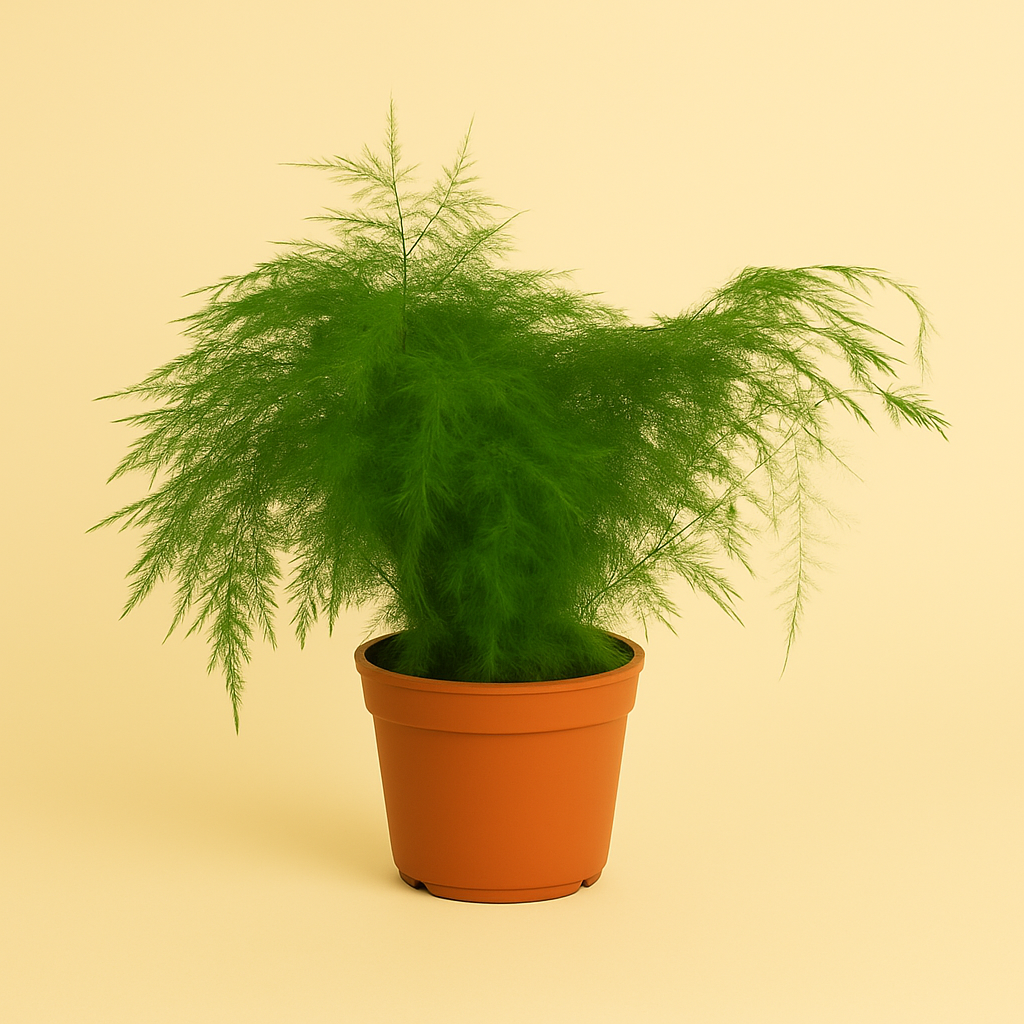 Asparagus Setaceus