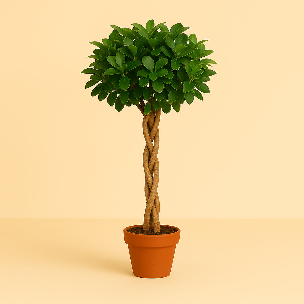 Ficus Micr. Moclame