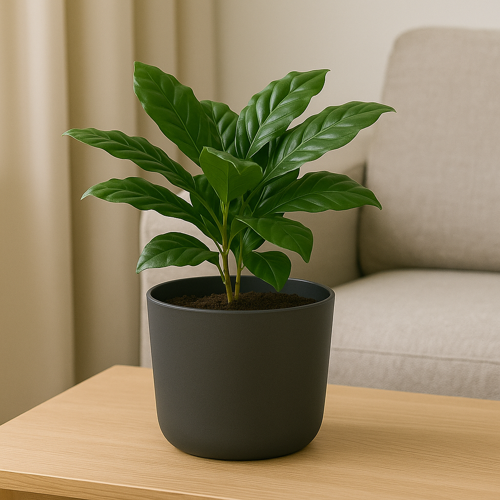 Coffea Arabica