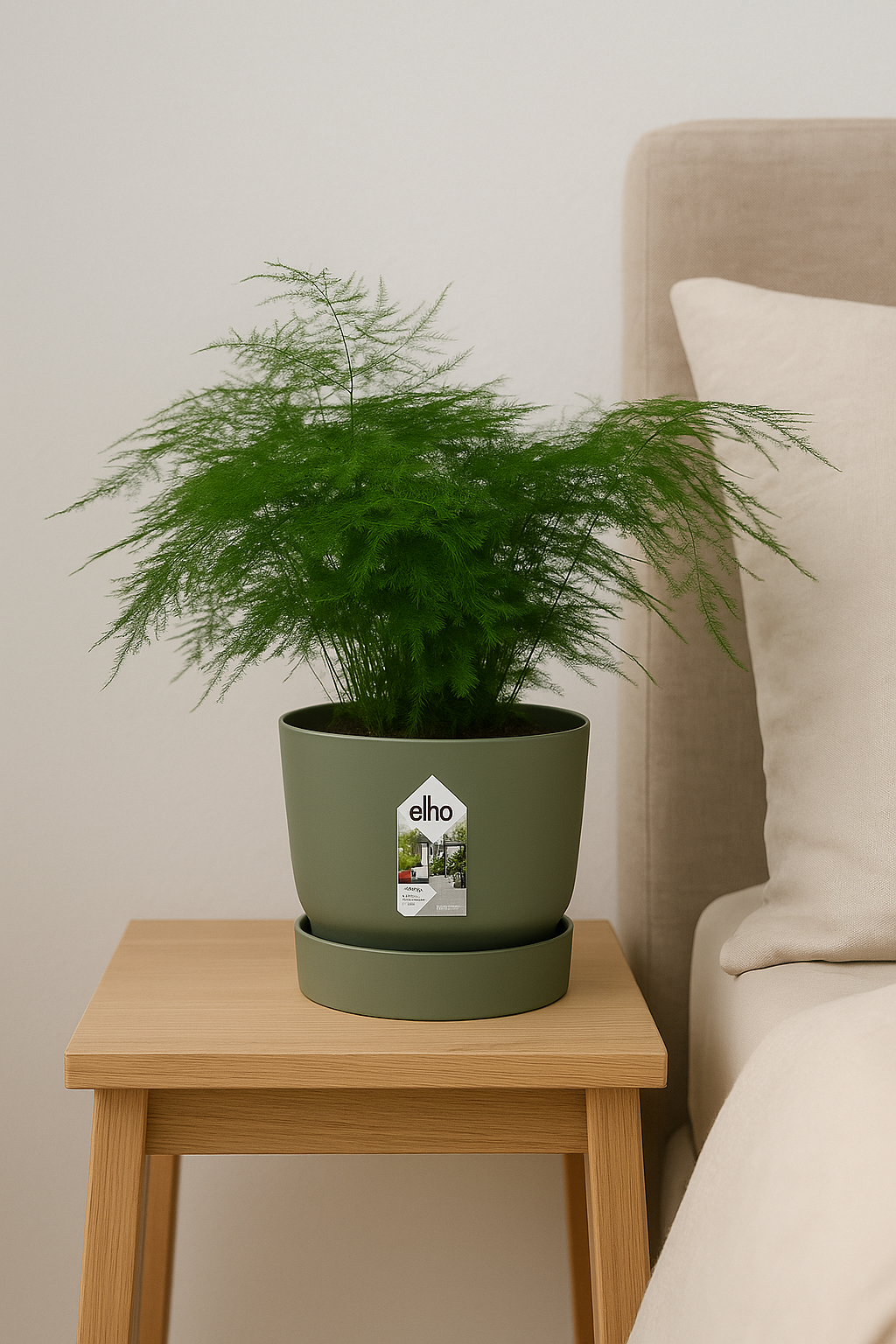 Asparagus Setaceus