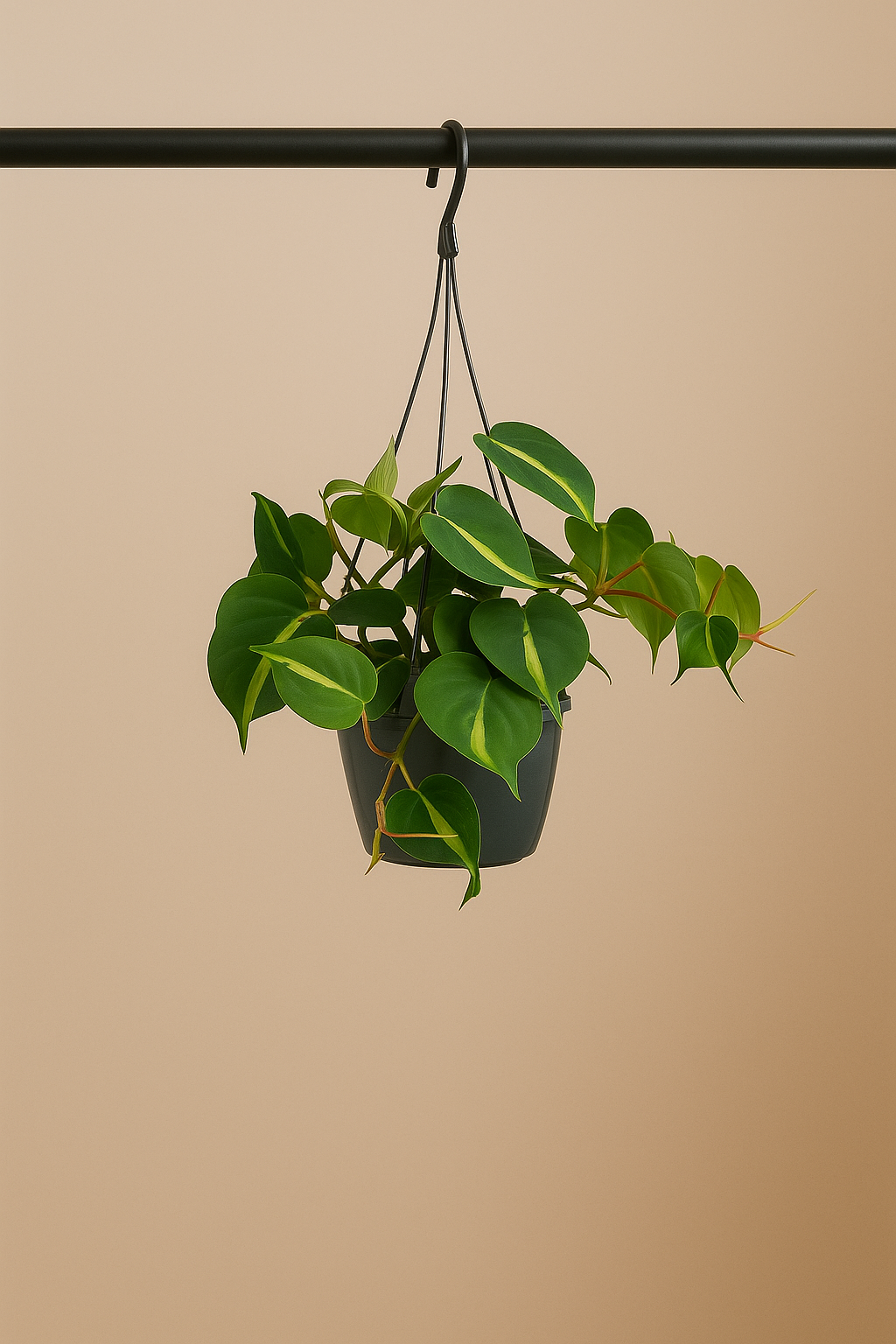 Philodendron Scandens Brasil