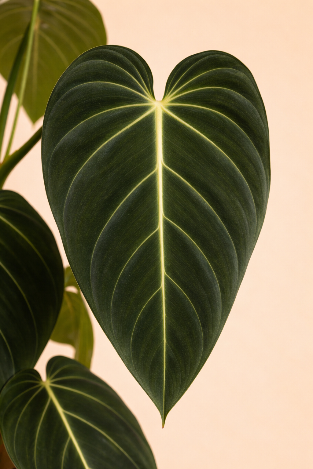 Philodendron Melanochrysum