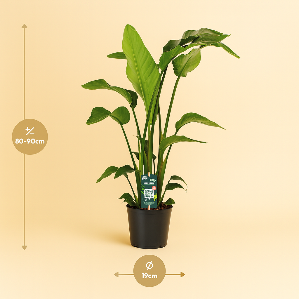 Strelitzia Nicolai