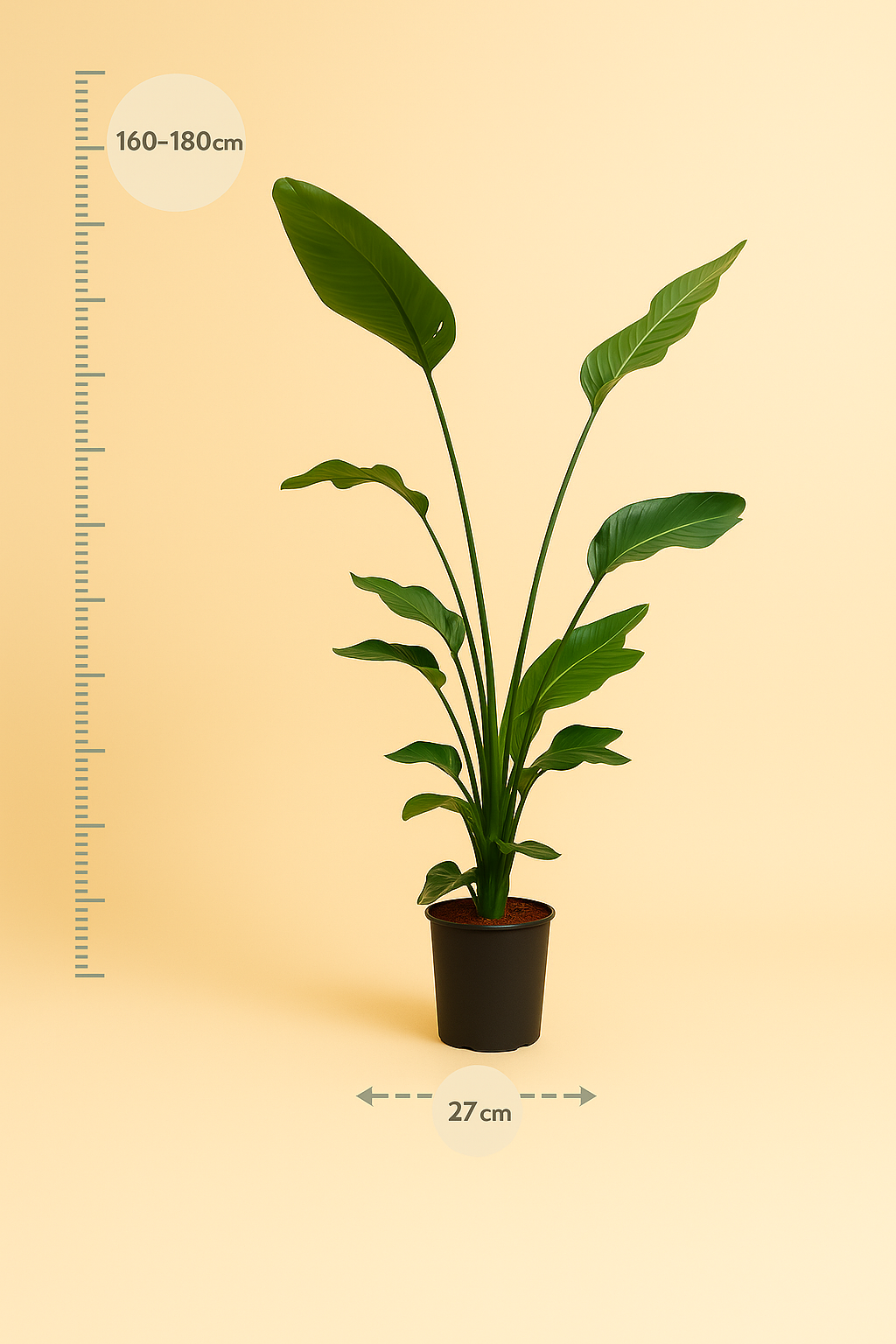Strelitzia Nicolai