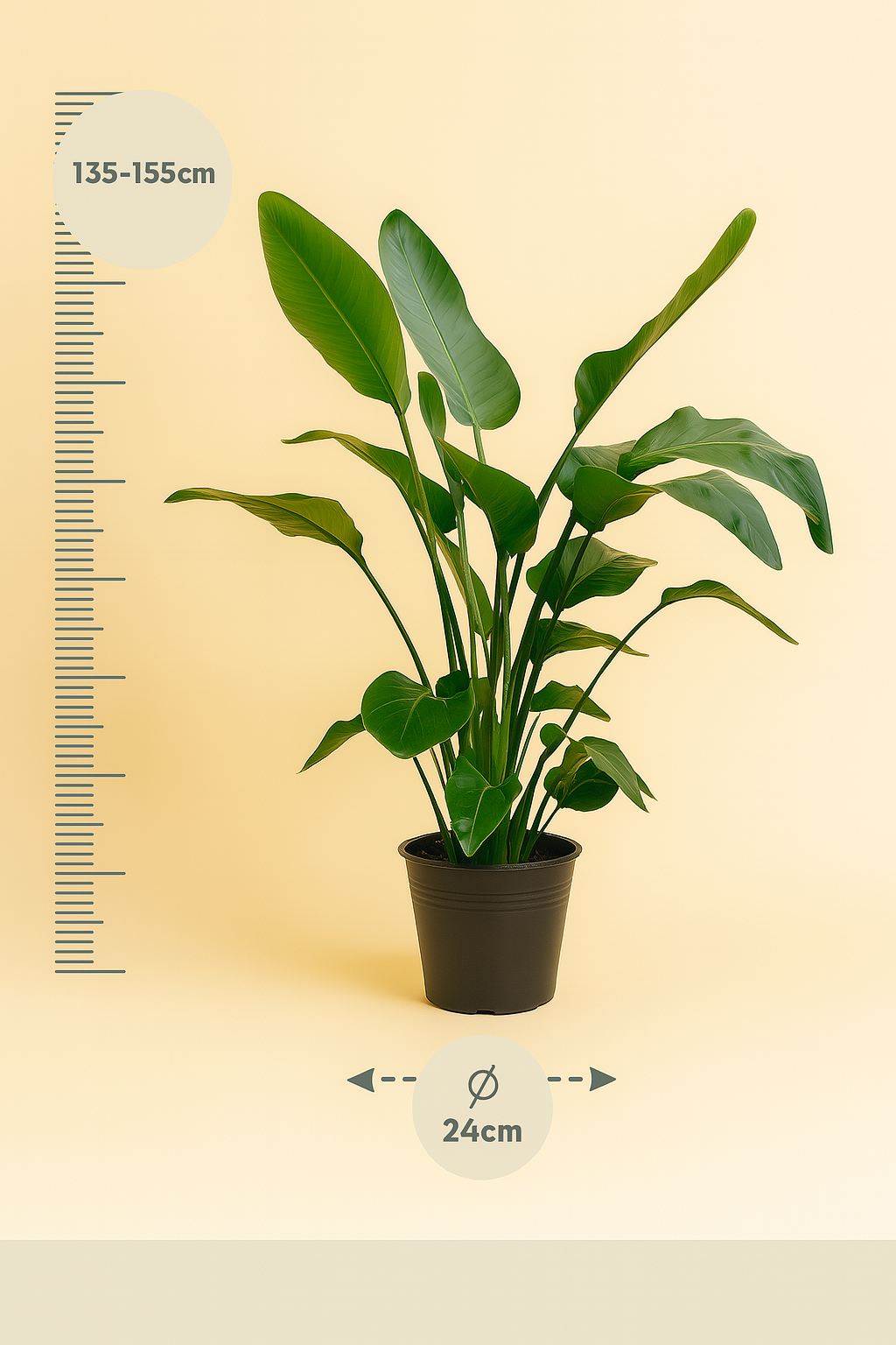Strelitzia Nicolai