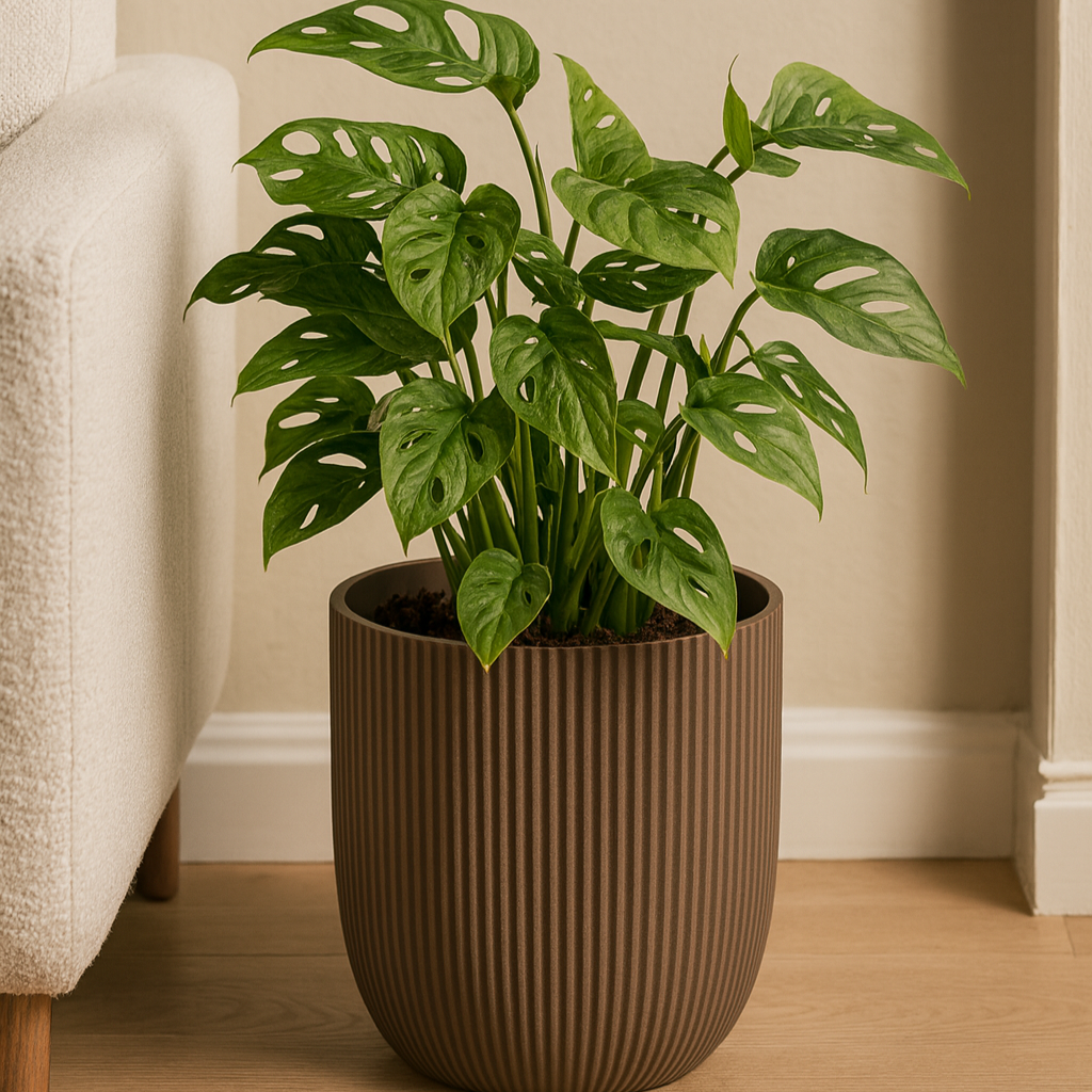 Monstera Monkey