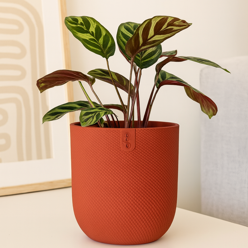 Calathea Makoyana