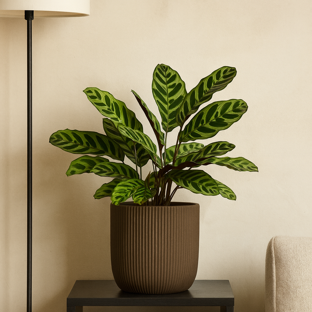 Calathea Makoyana