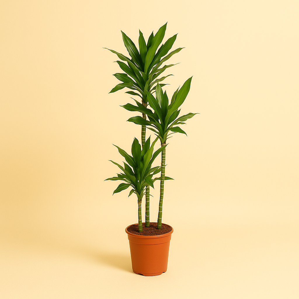 Dracaena Janet Lind