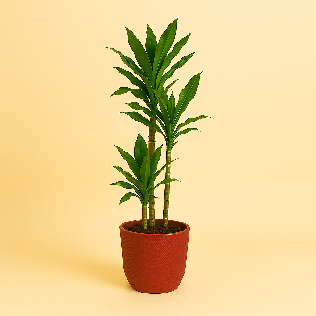 Dracaena Janet Lind