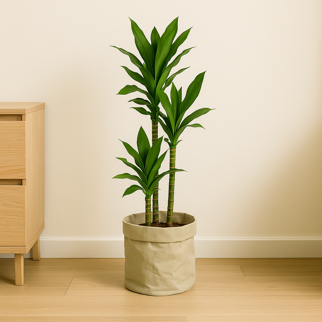 Dracaena Janet Lind