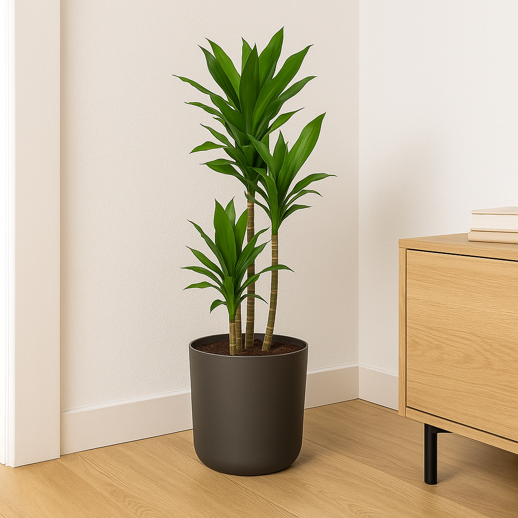 Dracaena Janet Lind