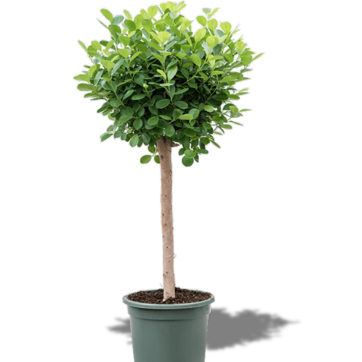 Ficus Micr. Moclame